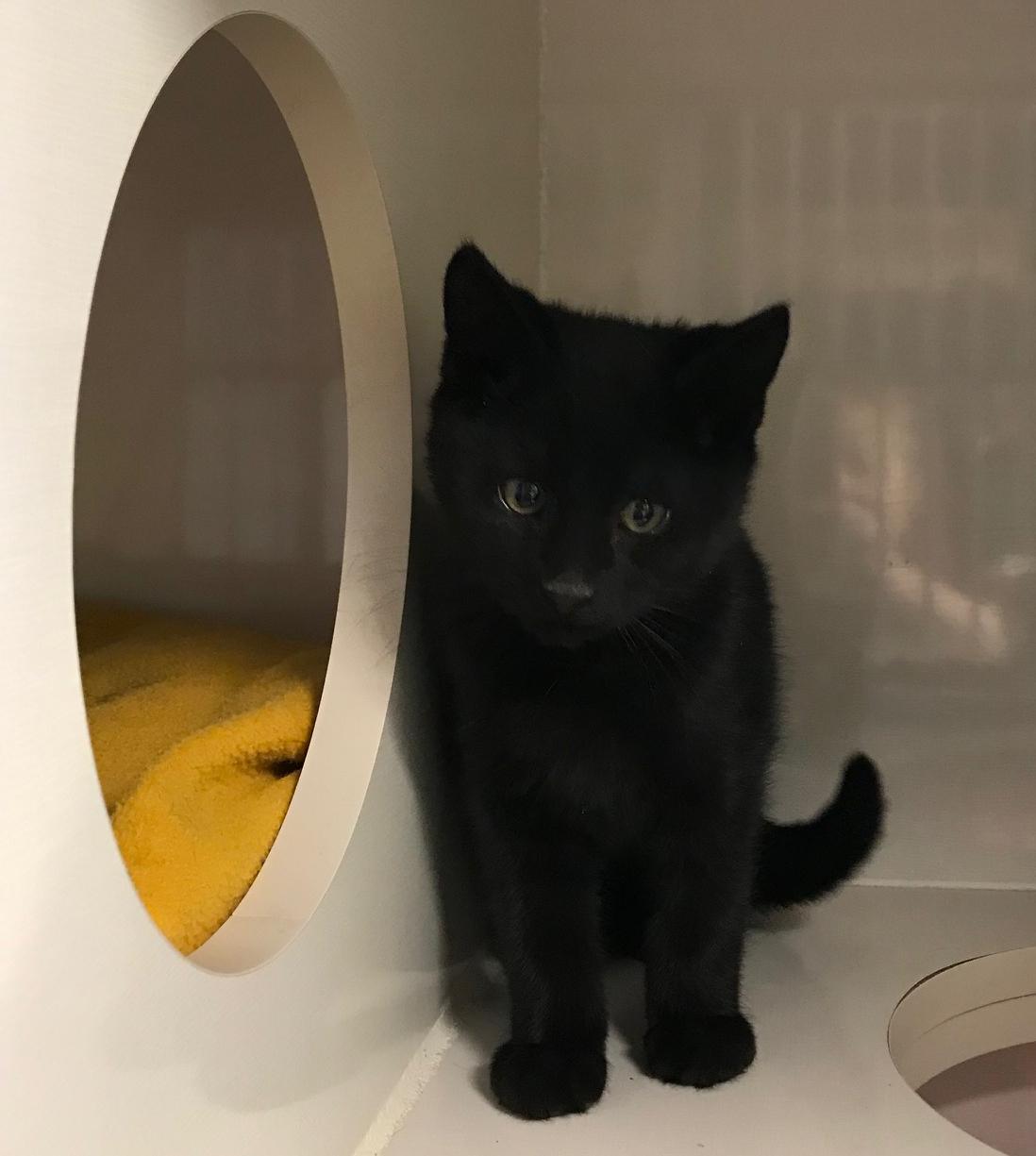 Enlarge Adderly, a Adoptable Domestic Short Hair in Arthurette, NB image 1/1