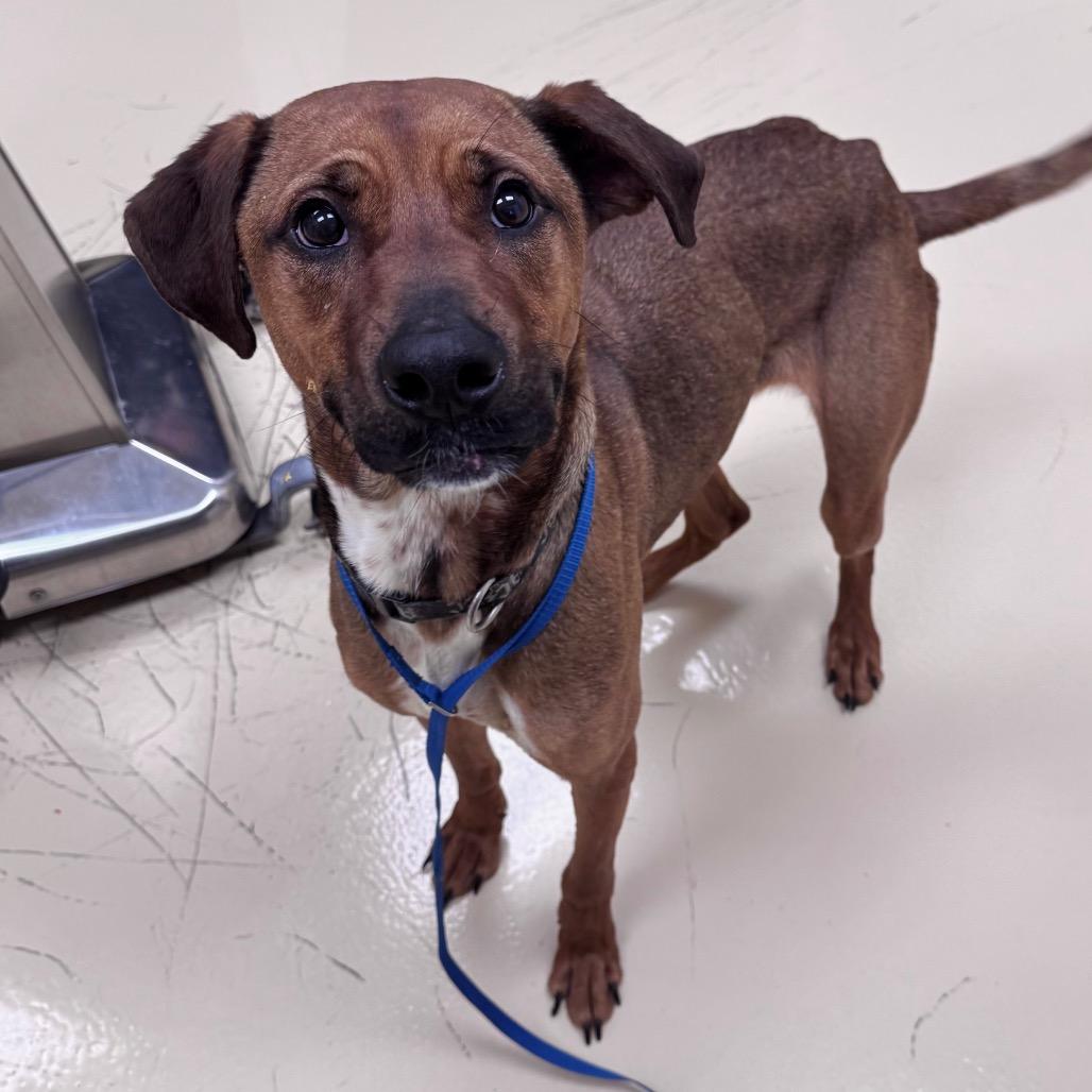 Bon, Adoptable, Adult Male Mixed Breed.