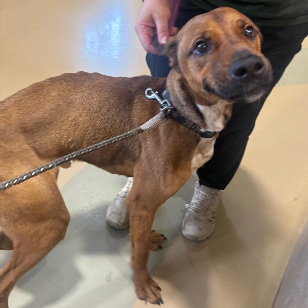 Enlarge Bon, a Adoptable Mixed Breed in Winston-Salem, NC image 2/5