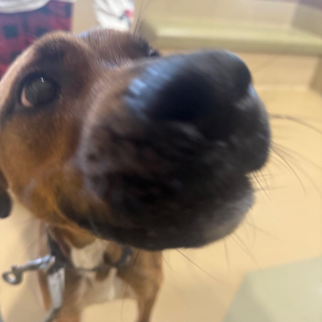Enlarge Bon, a Adoptable Mixed Breed in Winston-Salem, NC image 3/5