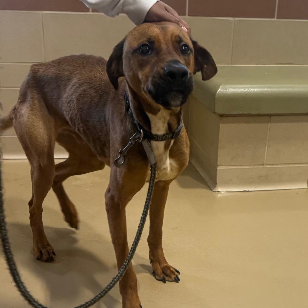 Enlarge Bon, a Adoptable Mixed Breed in Winston-Salem, NC image 4/5