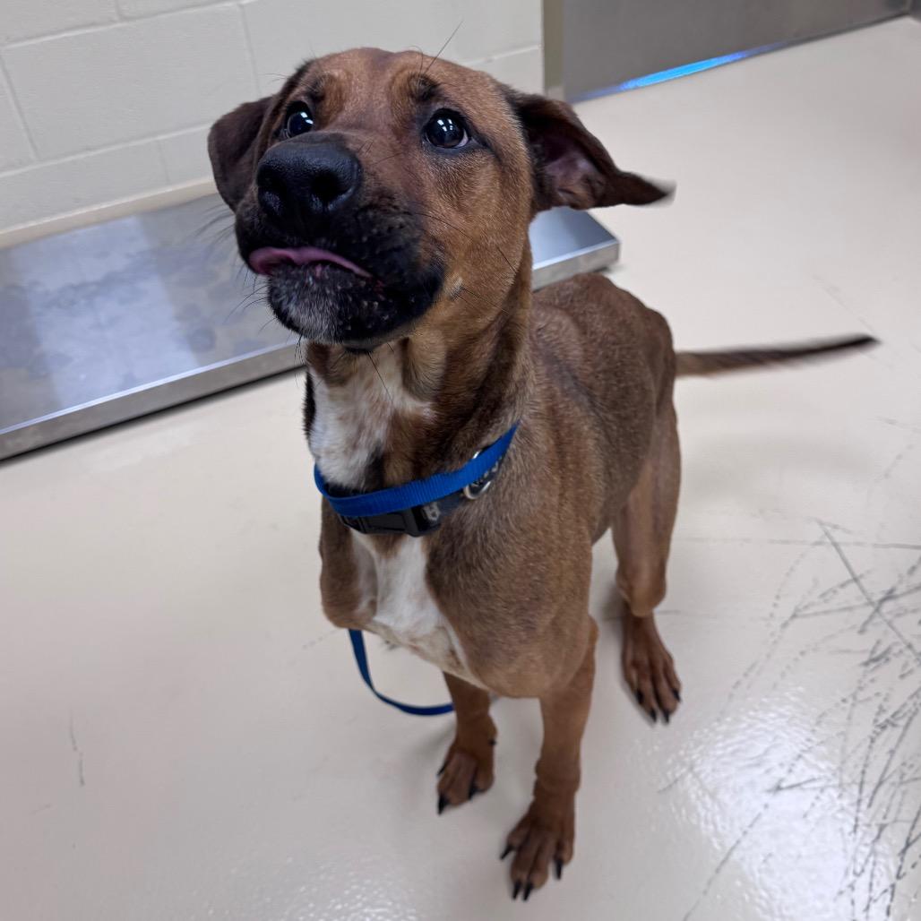 Enlarge Bon, a Adoptable Mixed Breed in Winston-Salem, NC image 5/5