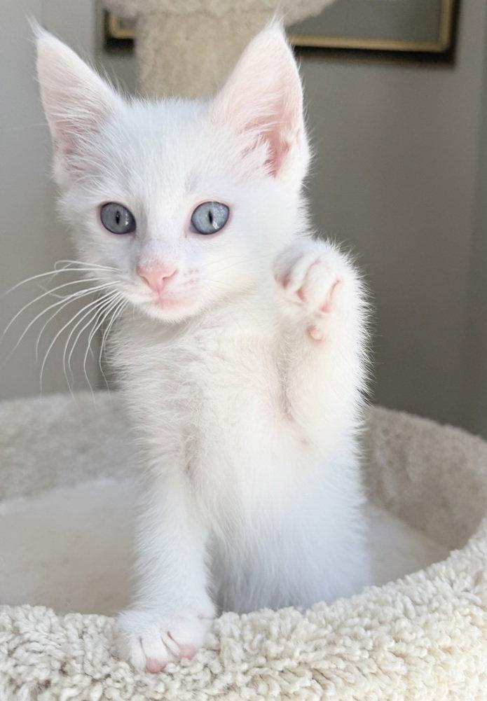 Everest, Adoptable, Kitten Male Siamese & Domestic Short Hair.
