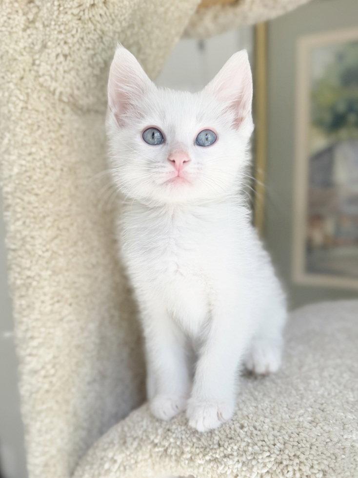 Enlarge Everest, a Adoptable mixed breed in Nashville, TN image 2/3