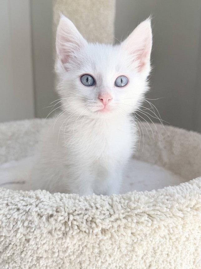 Enlarge Everest, a Adoptable mixed breed in Nashville, TN image 3/3