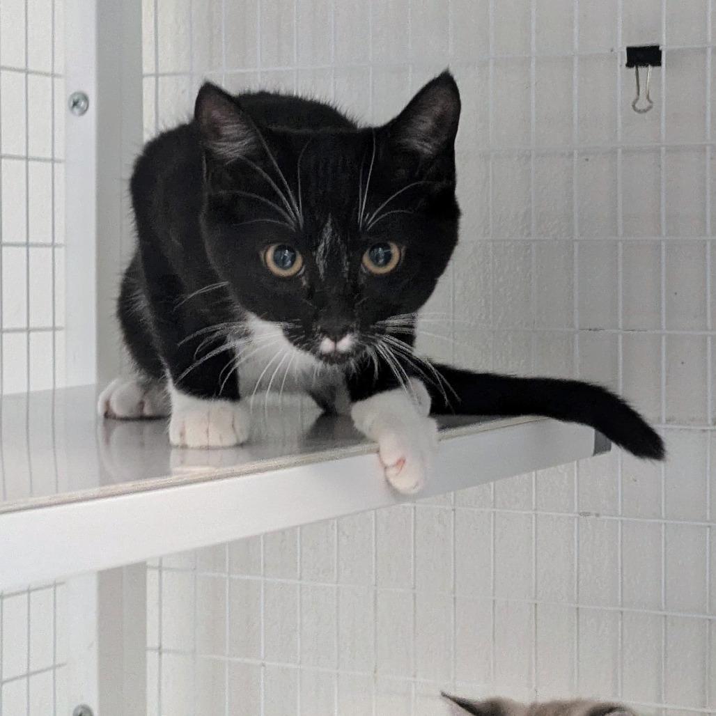 Morrison, Adoptable, Kitten Male Domestic Short Hair.