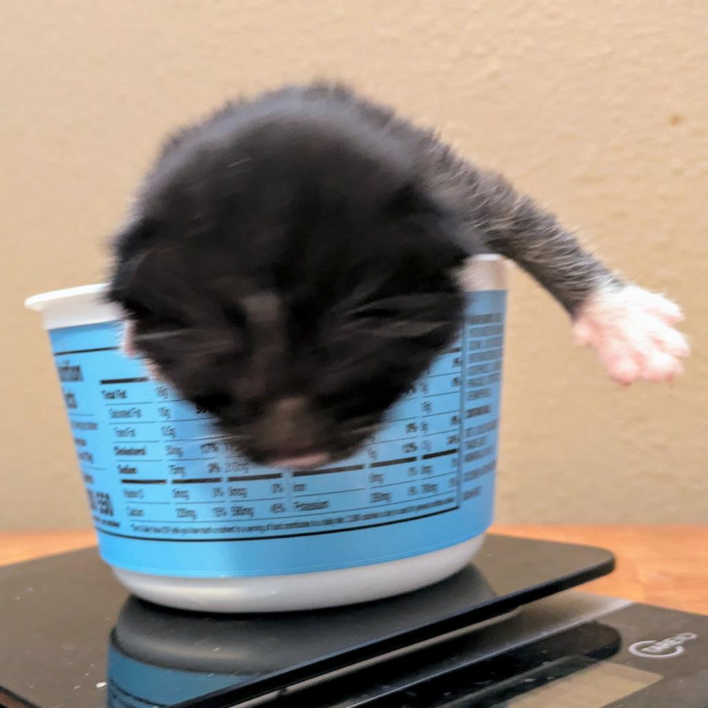 Enlarge Morrison, a Adoptable Domestic Short Hair in Portland, OR image 3/3