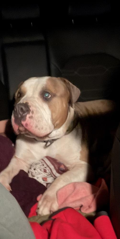 Krash, Adoptable, Adult Male Pit Bull Terrier.