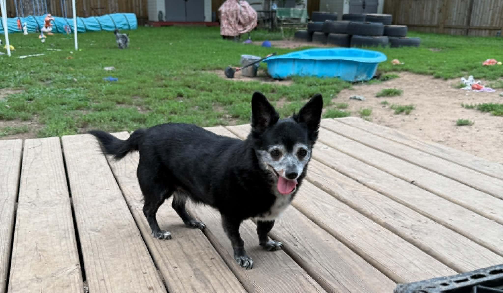 Enlarge Toto & Snaggle - Bonded Pair, a ADOPTABLE mixed breed in North Freedom, WI image 3/4
