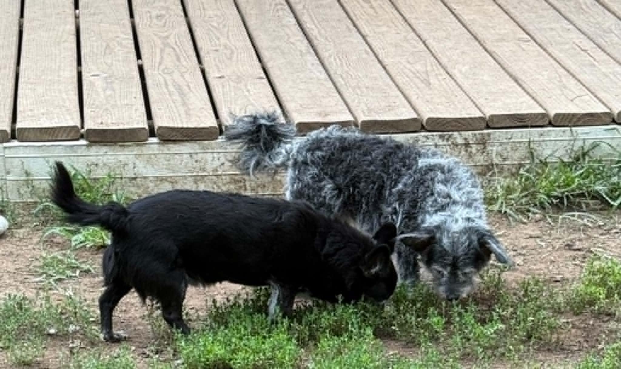 Toto & Snaggle - Bonded Pair, ADOPTABLE, Senior Male Terrier.
