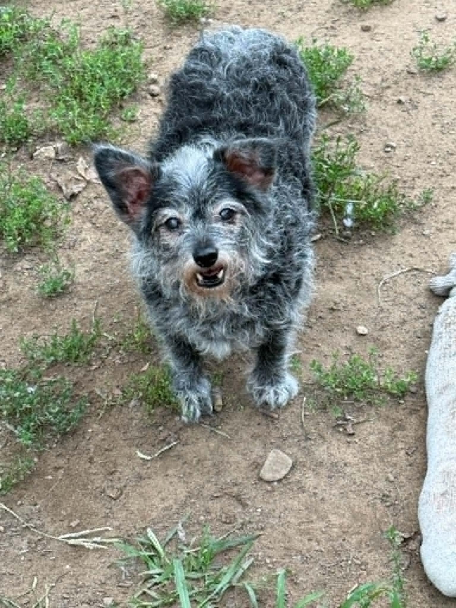 Enlarge Toto & Snaggle - Bonded Pair, a ADOPTABLE mixed breed in North Freedom, WI image 2/4