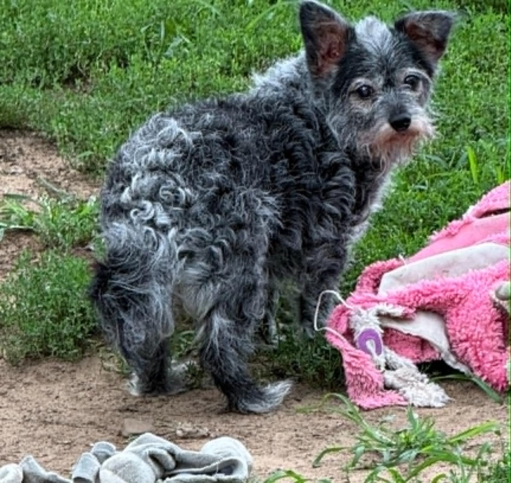 Enlarge Toto & Snaggle - Bonded Pair, a ADOPTABLE mixed breed in North Freedom, WI image 4/4
