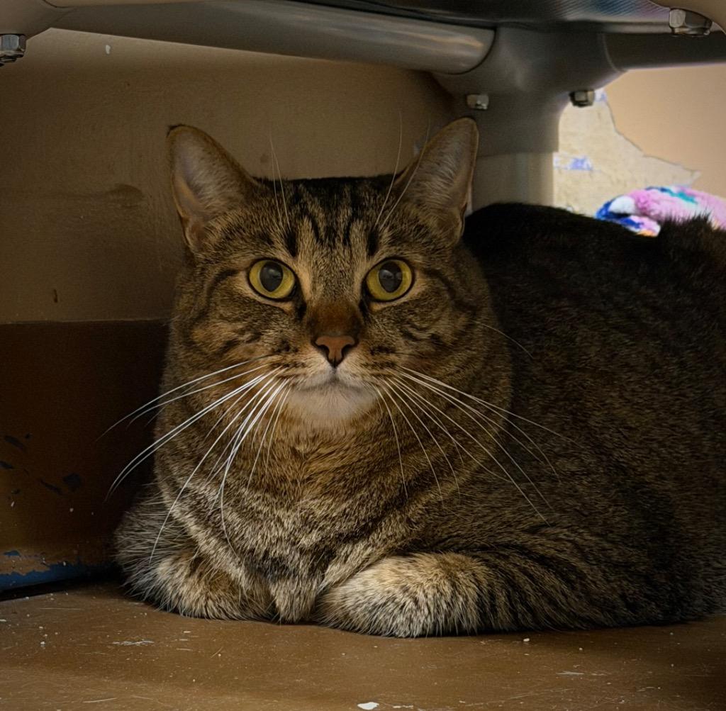 Itty Bitty, Adoptable, Adult Female Domestic Short Hair.