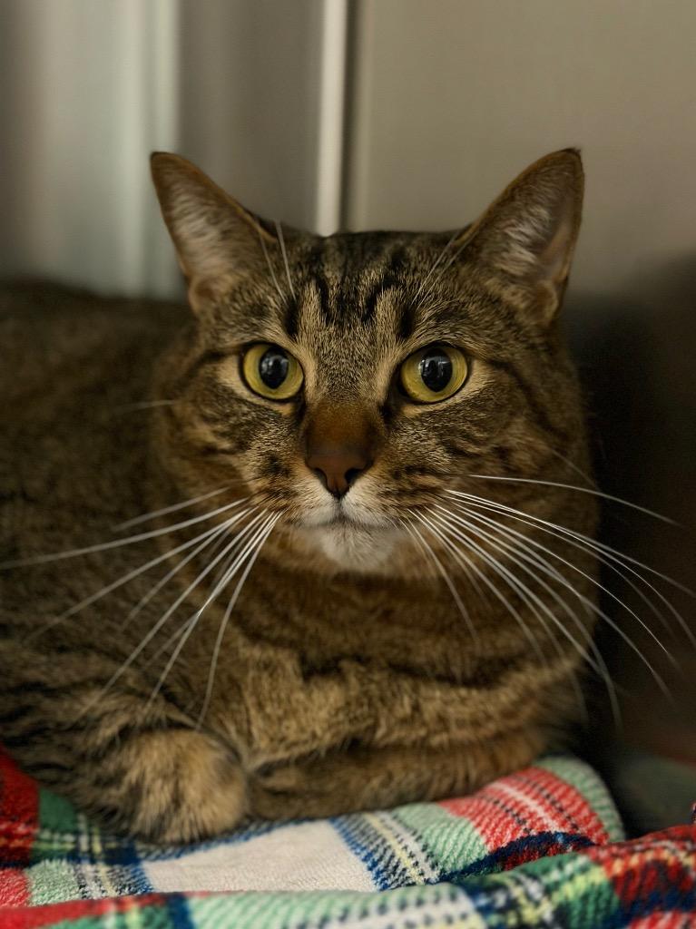 Enlarge Itty Bitty, a Adoptable Domestic Short Hair in Ocala, FL image 2/3