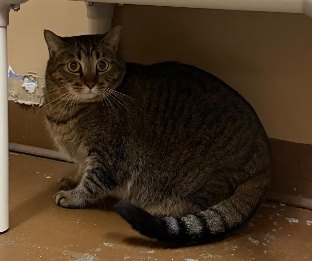 Enlarge Itty Bitty, a Adoptable Domestic Short Hair in Ocala, FL image 3/3