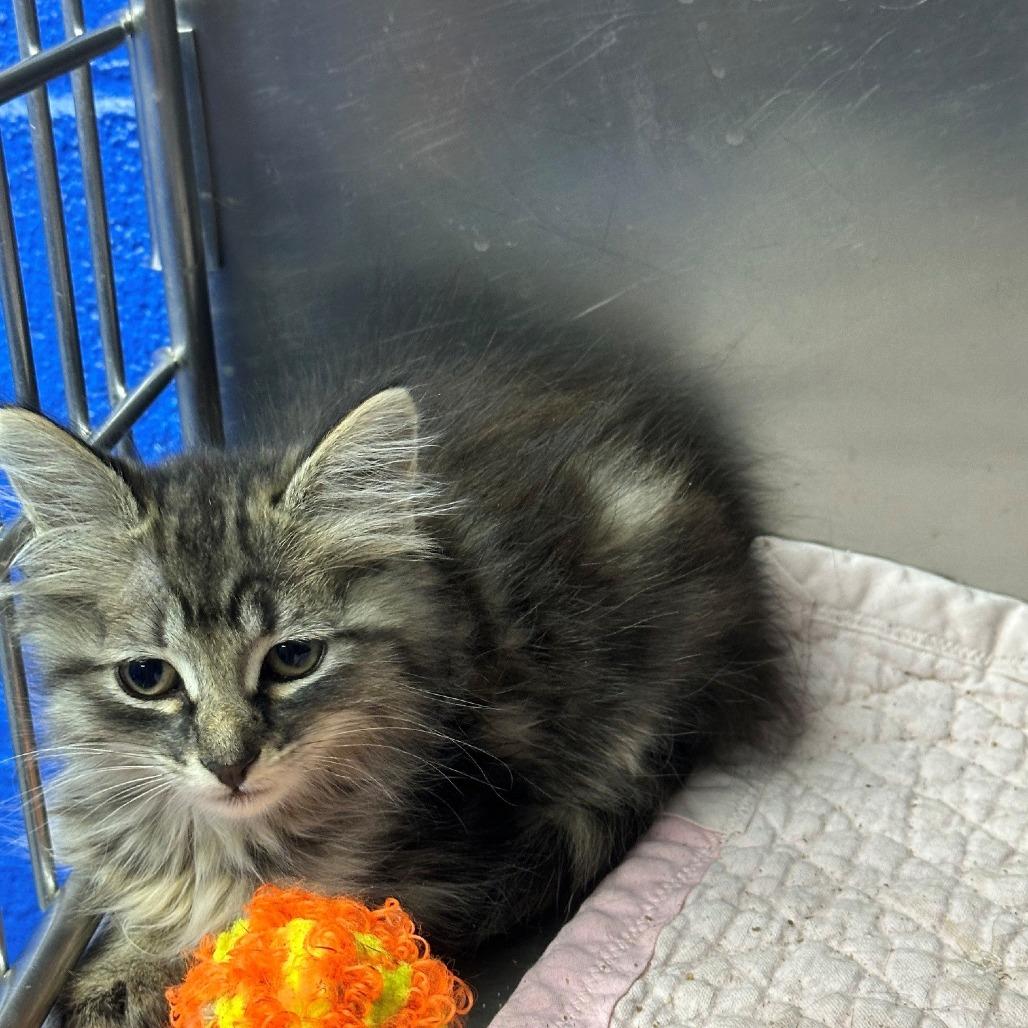 Enlarge Allie, a Adoptable Domestic Long Hair in Coos Bay, OR image 1/1