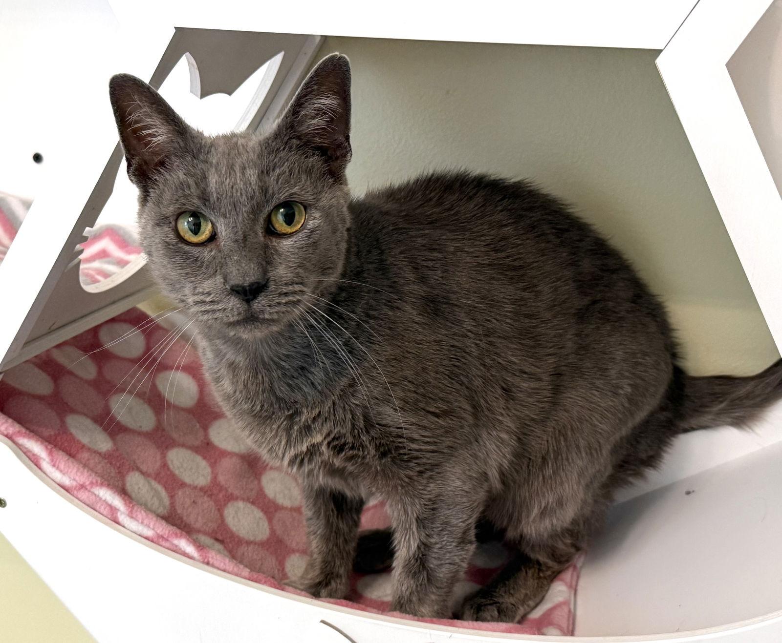 Root Beer, Adoptable, Young Male Russian Blue & American Bobtail.