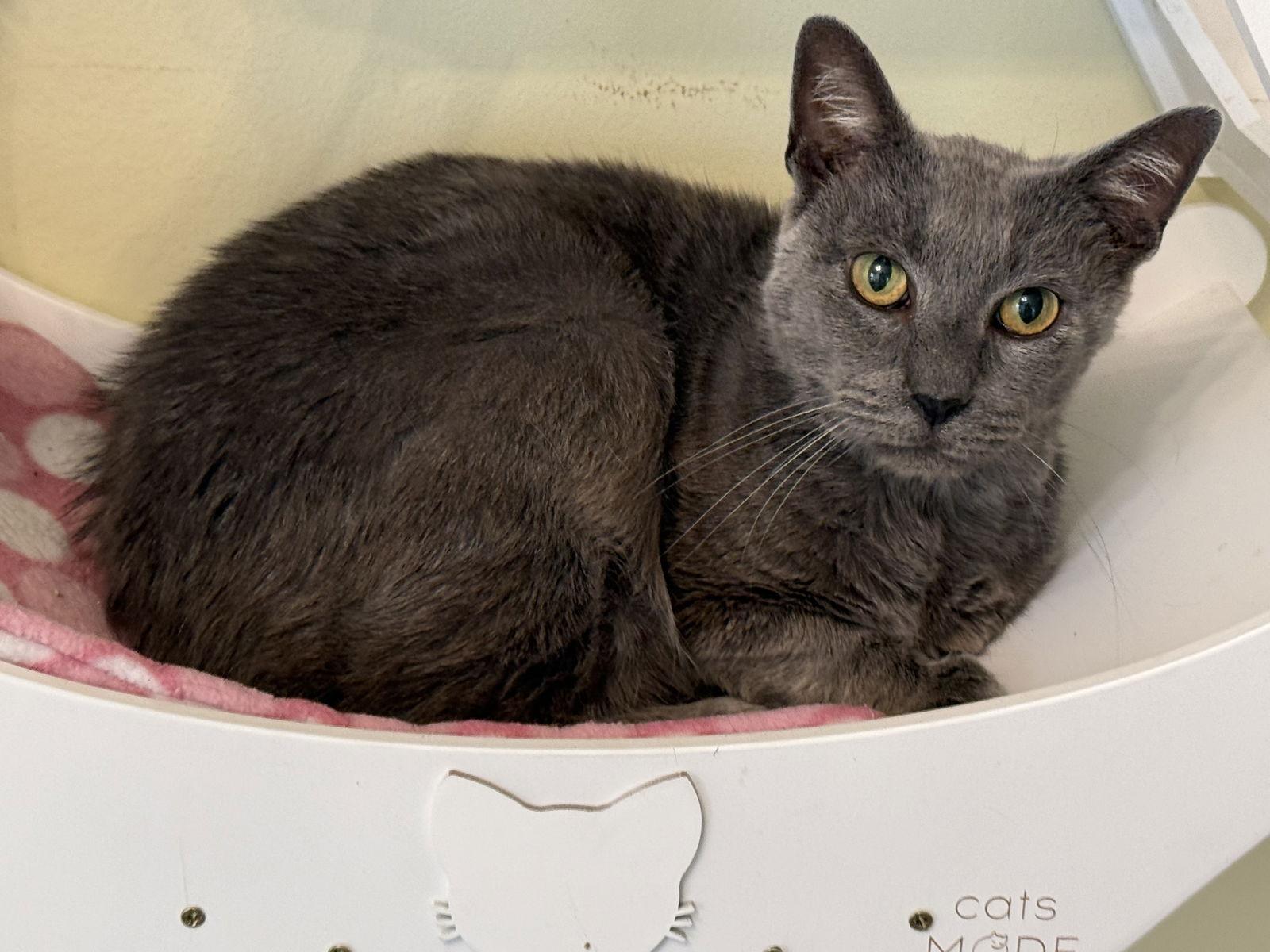 Root Beer, a Adoptable mixed breed in Hockessin, DE image 2/3