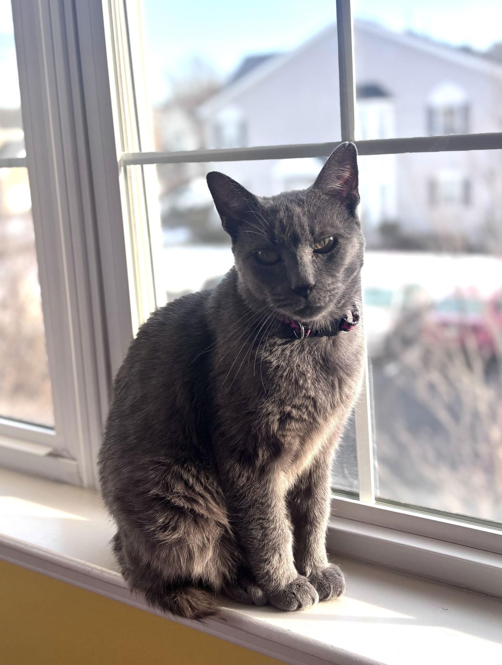 Root Beer, Adoptable, Young Male Russian Blue & American Bobtail.