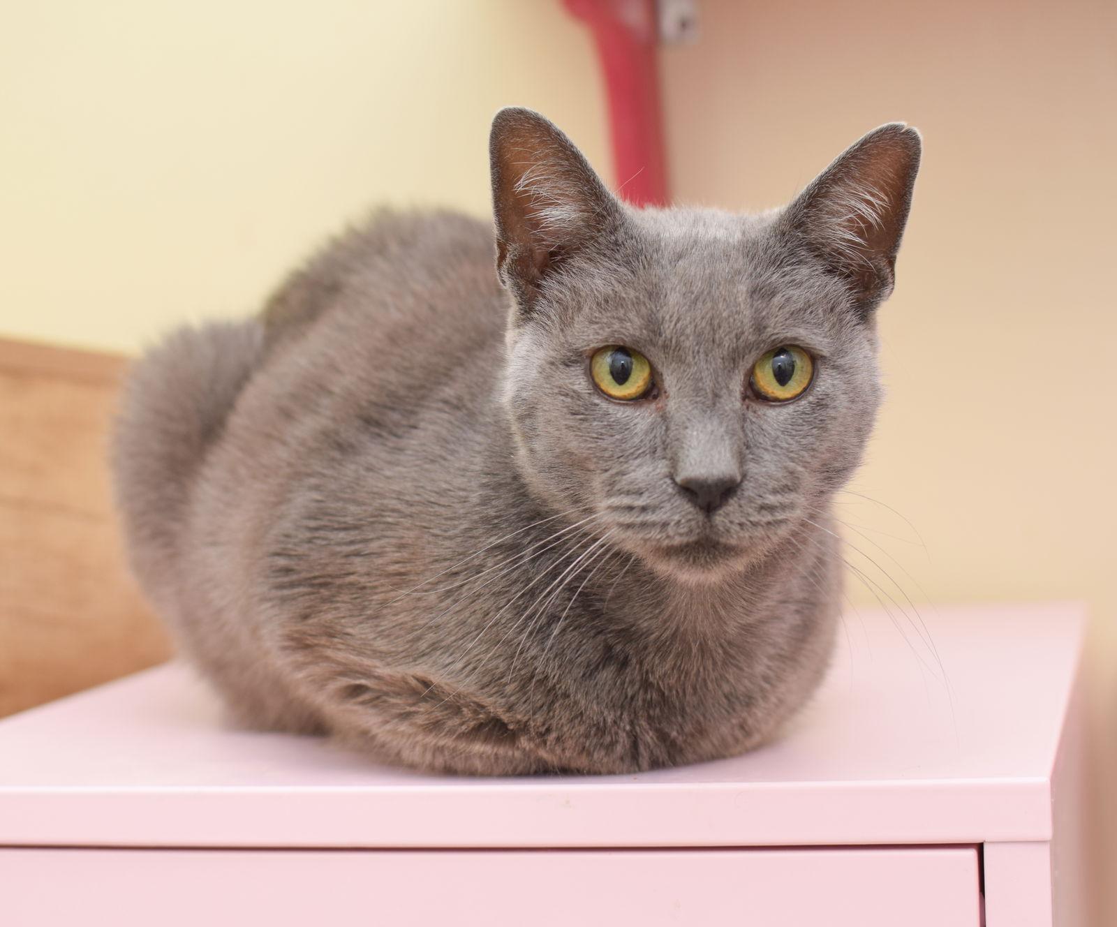Root Beer, a Adoptable mixed breed in Hockessin, DE image 3/3