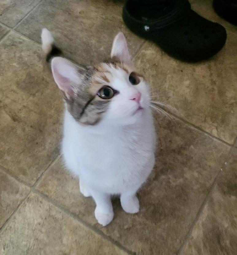 Daisy, a ADOPTABLE Calico in Bethel, CT image 6/6