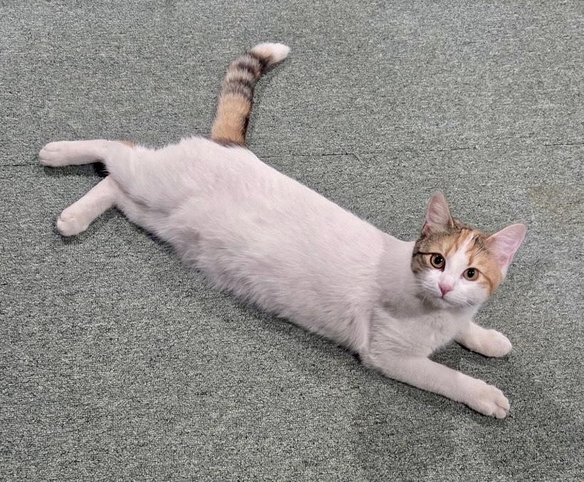Daisy, a ADOPTABLE Calico in Bethel, CT image 2/6