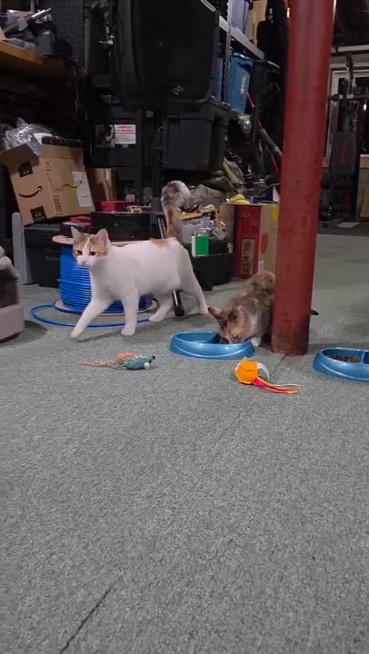 Enlarge Daisy, a ADOPTABLE Calico in Bethel, CT video 5/6