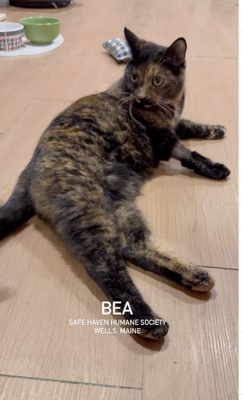 Enlarge Bea, a ADOPTABLE Domestic Short Hair in Wells, ME image 1/2