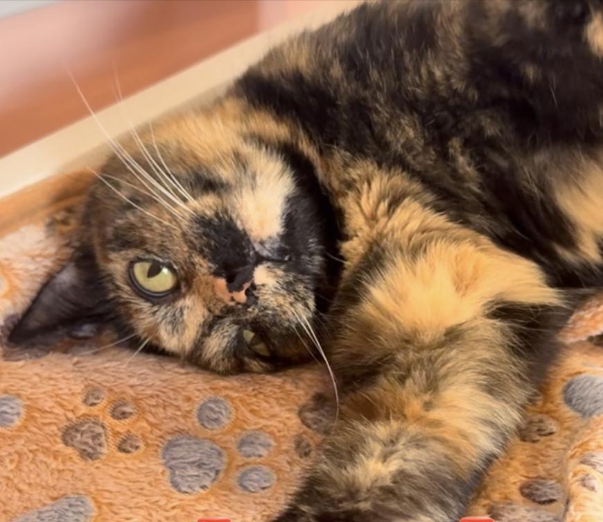 Bea, ADOPTABLE, Adult Female Domestic Short Hair.