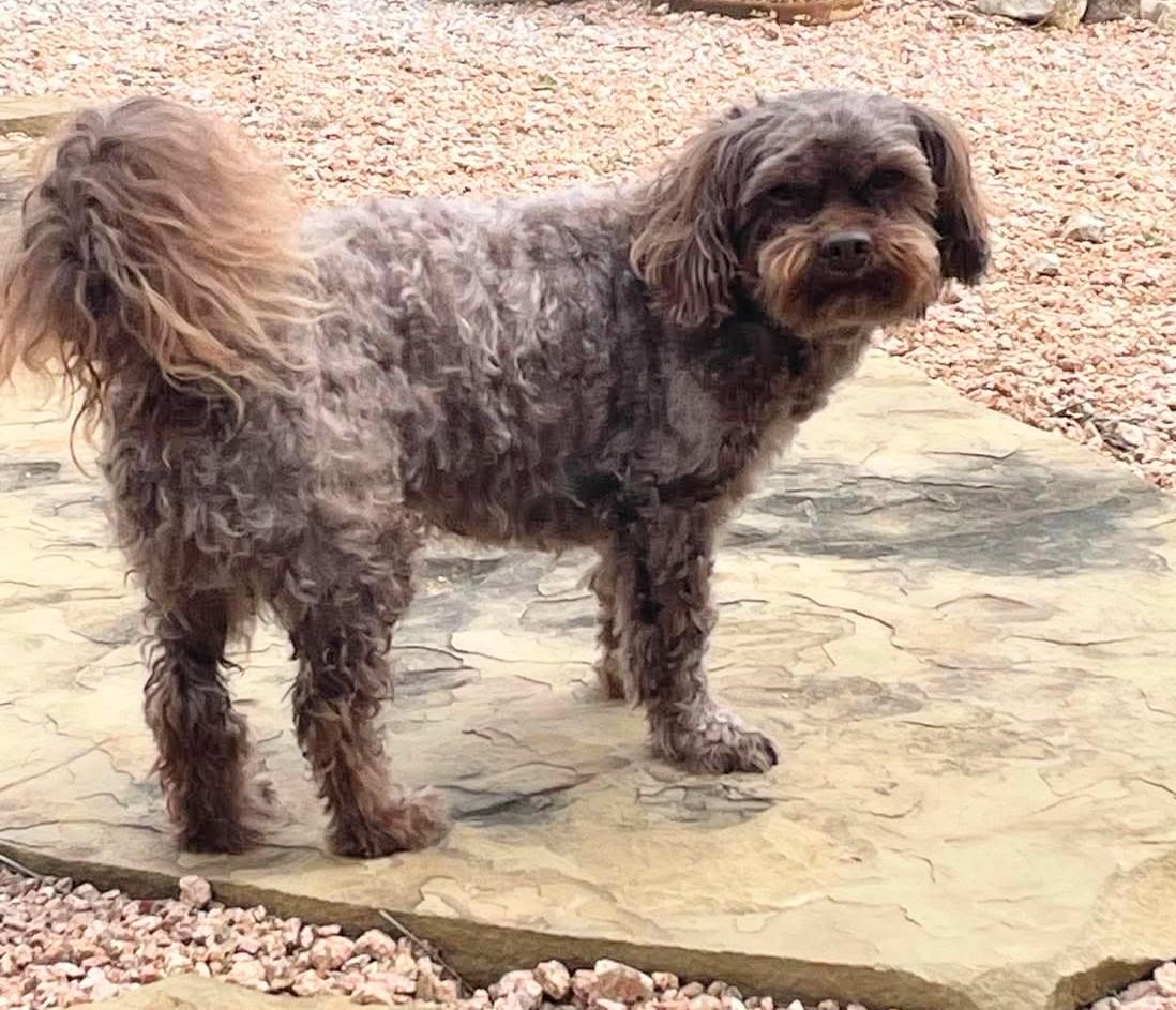 Enlarge Chuy, an adopted mixed breed in Spring, TX image 2/4