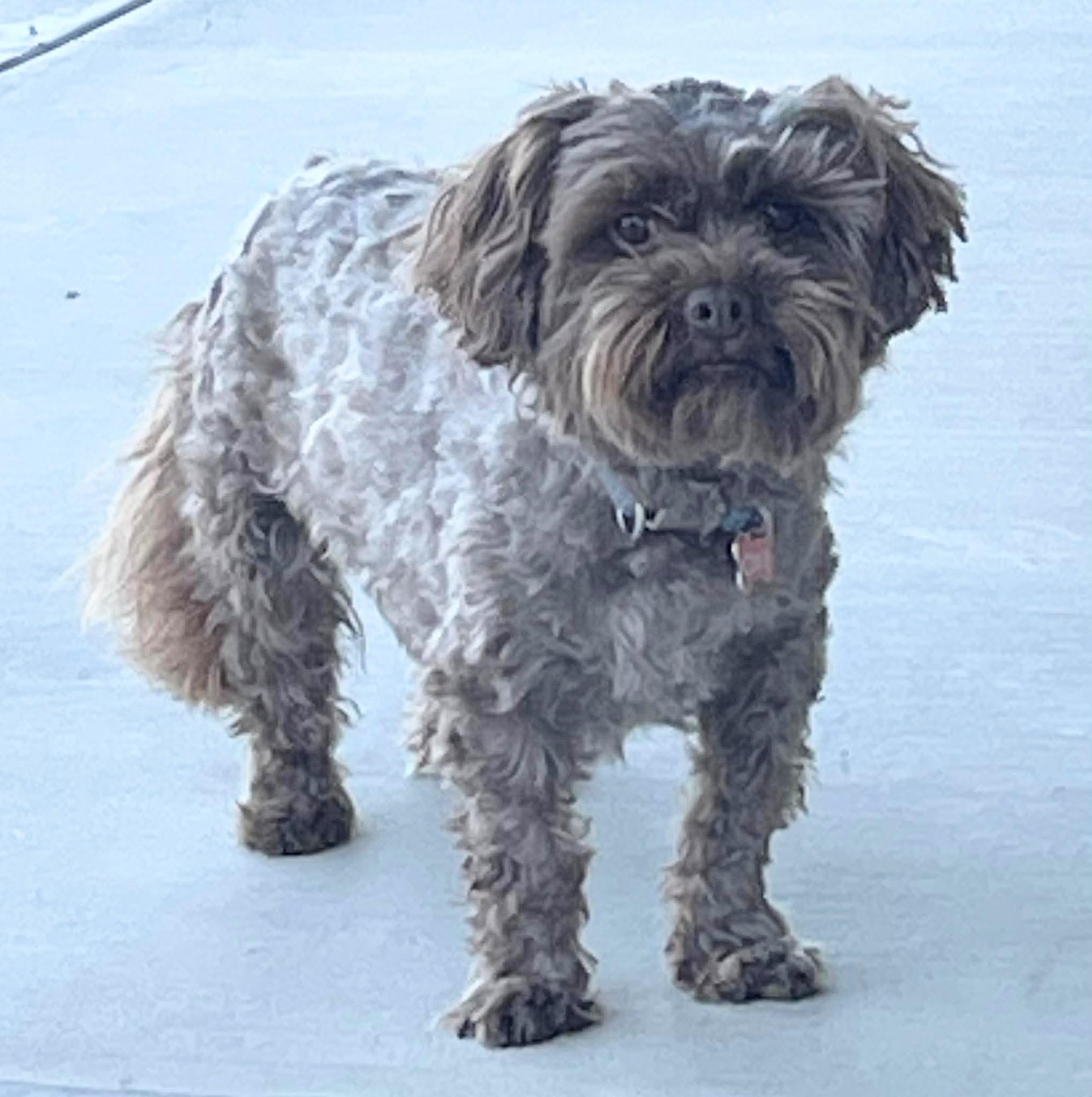 Chuy, adopted, Adult Male Shih poo & Schnoodle.