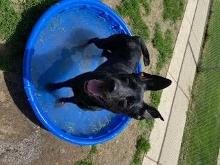 STELLA, Adoptable, Adult Female German Shepherd Dog.