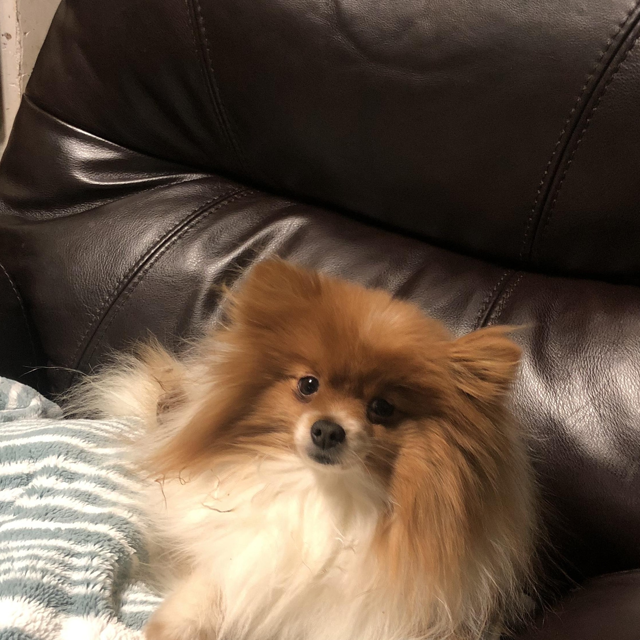 Rufus, Adopted, Adult Male Pomeranian.