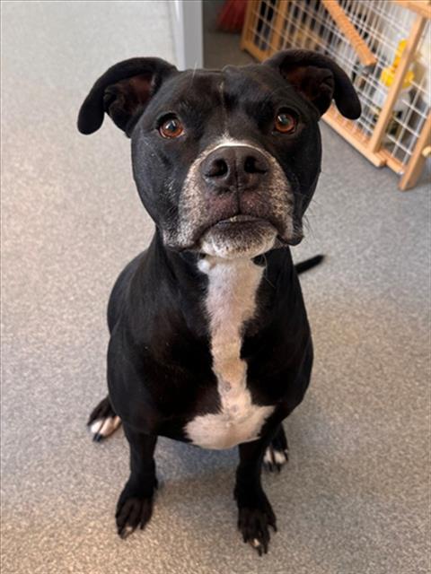 Enlarge DONOVAN, a Adoptable mixed breed in Toledo, OH image 1/1