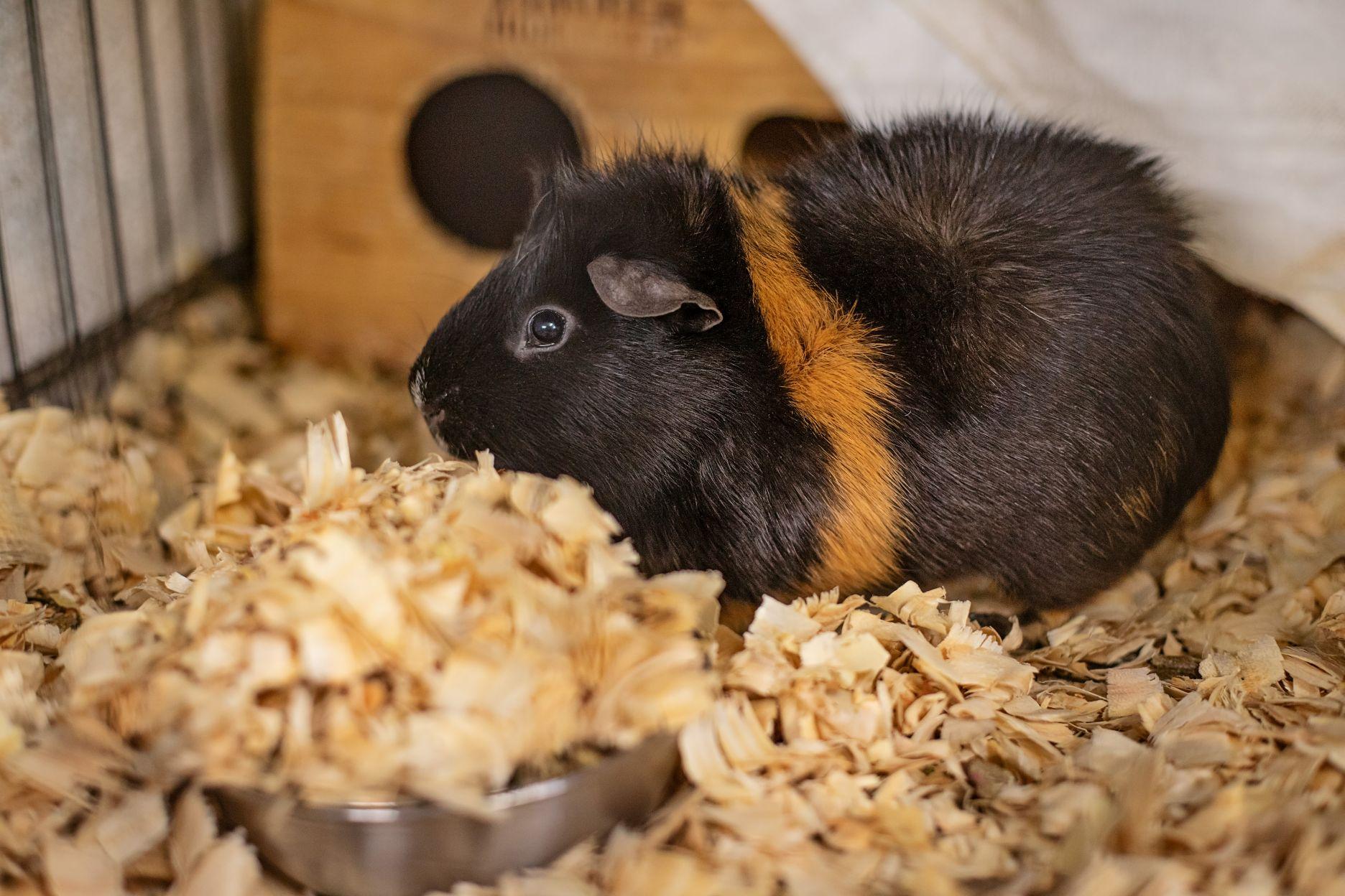 Truffle, Adult Male Guinea Pig