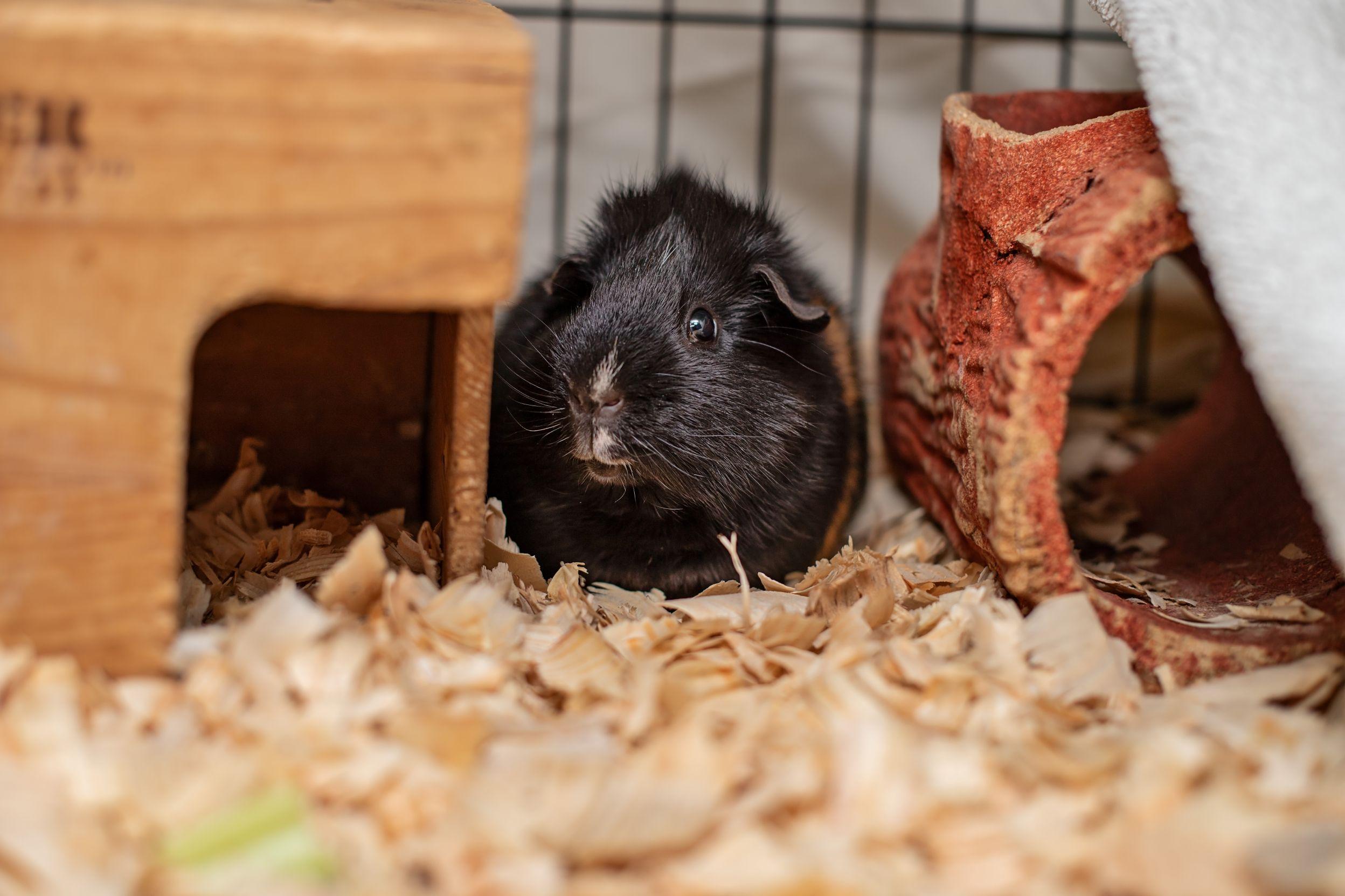 Truffle photo 2