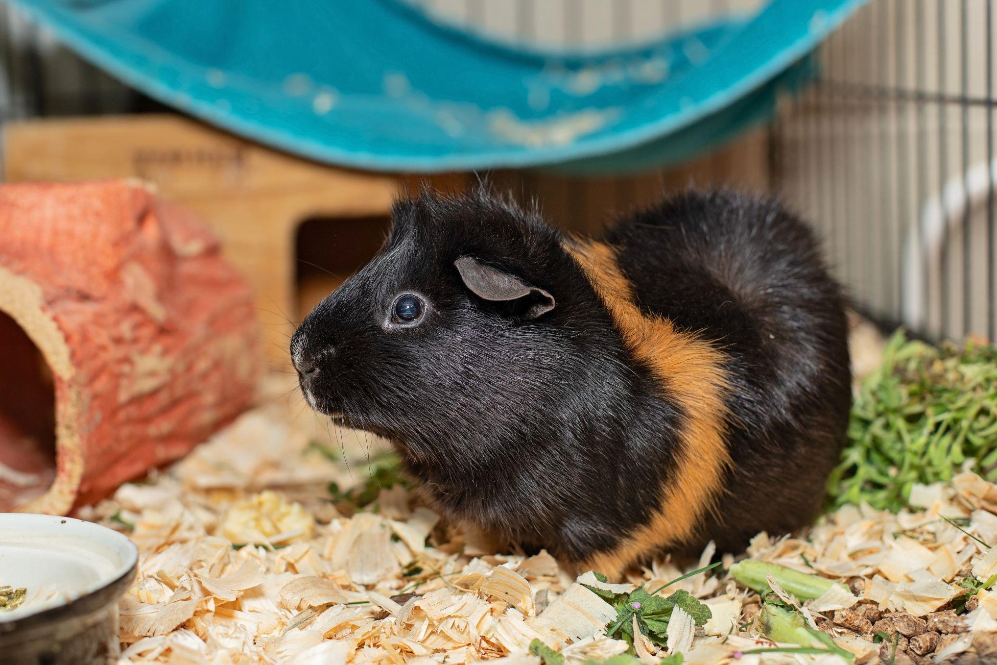 Truffle photo 3