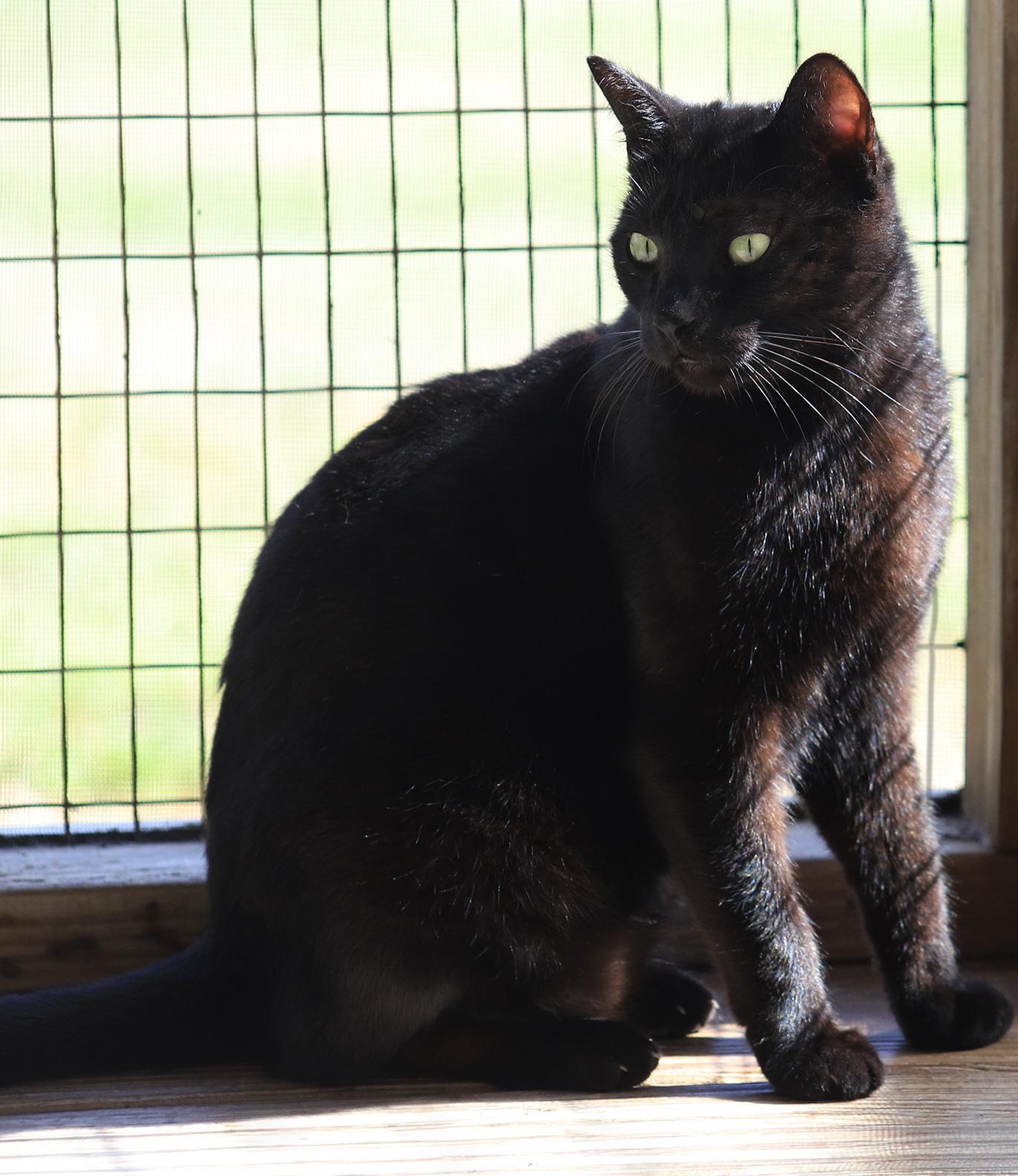 Enlarge Omega, a Adoptable Domestic Short Hair in North Fort Myers, FL image 3/3