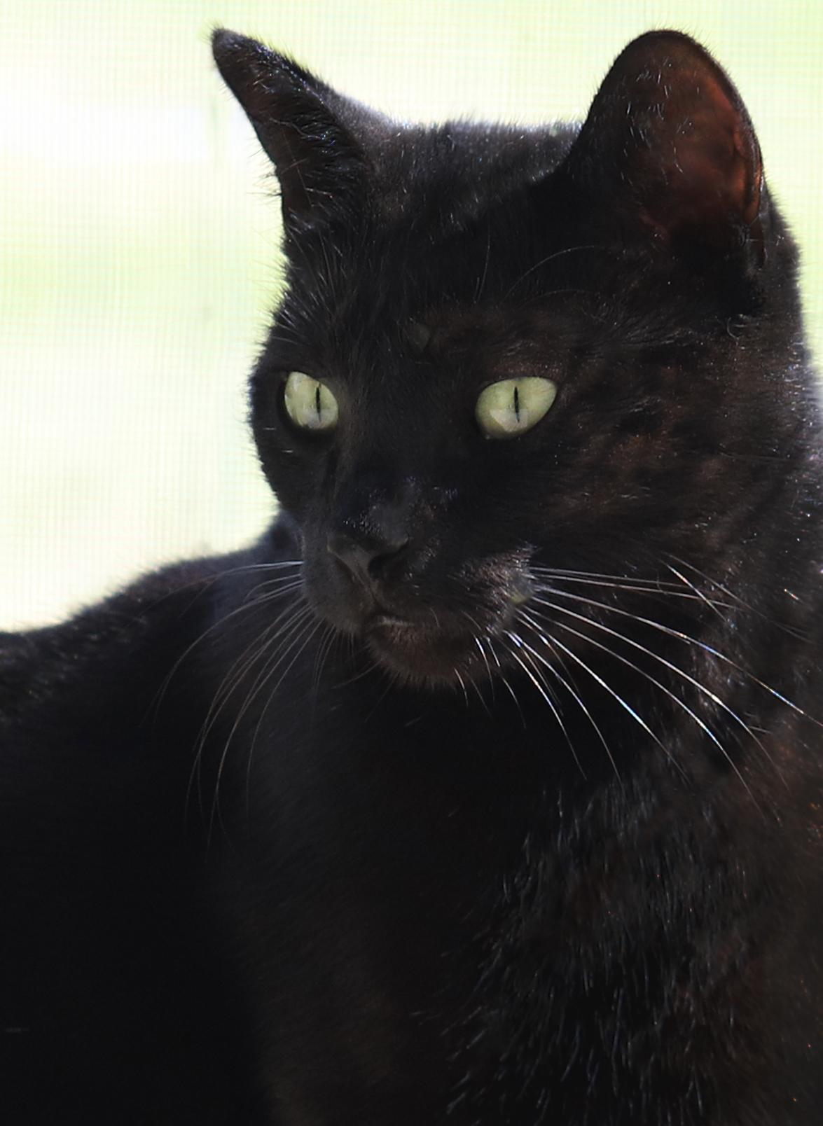 Enlarge Omega, a Adoptable Domestic Short Hair in North Fort Myers, FL image 1/3