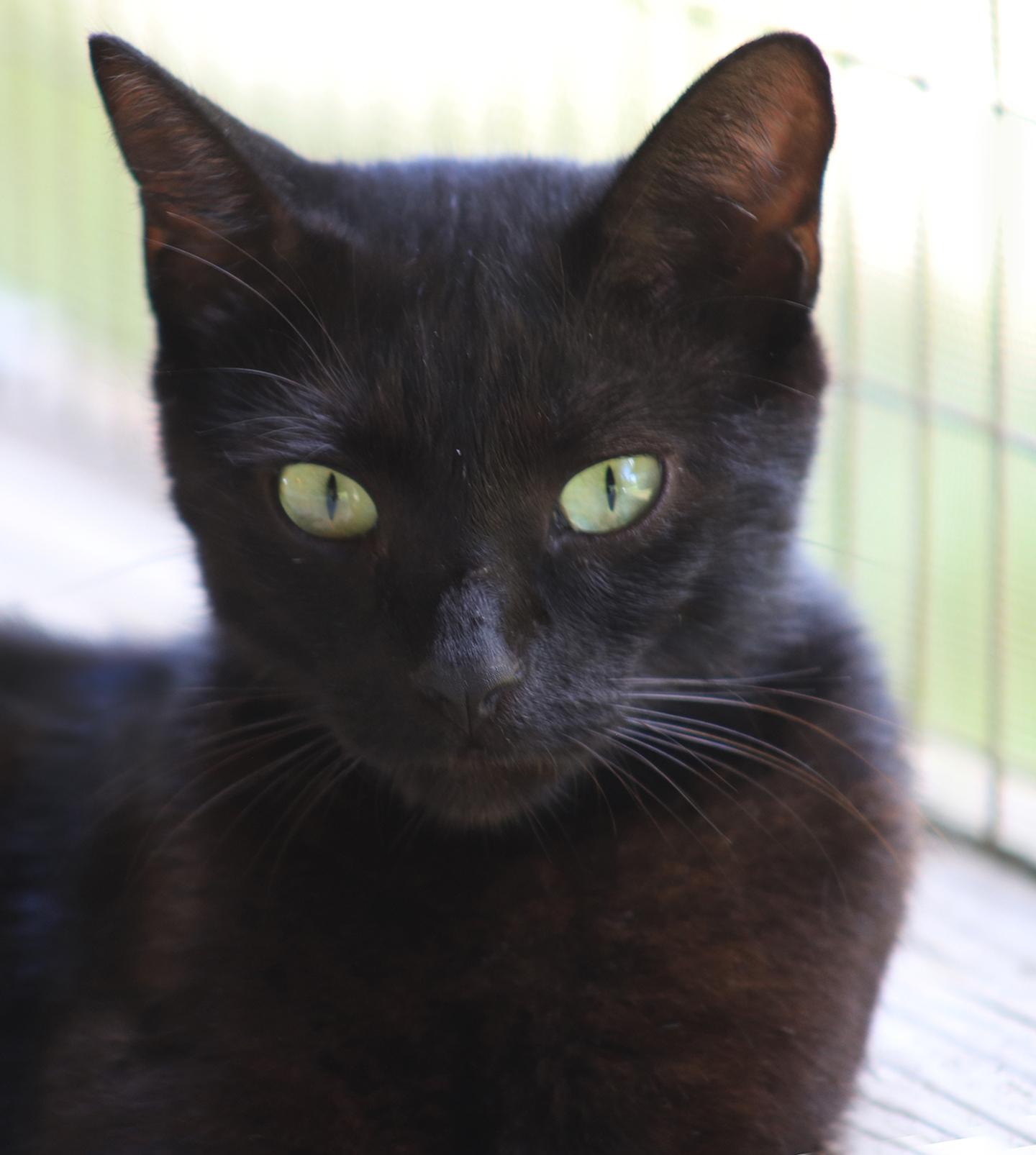 Omega, a Adoptable Domestic Short Hair in North Fort Myers, FL image 1/3