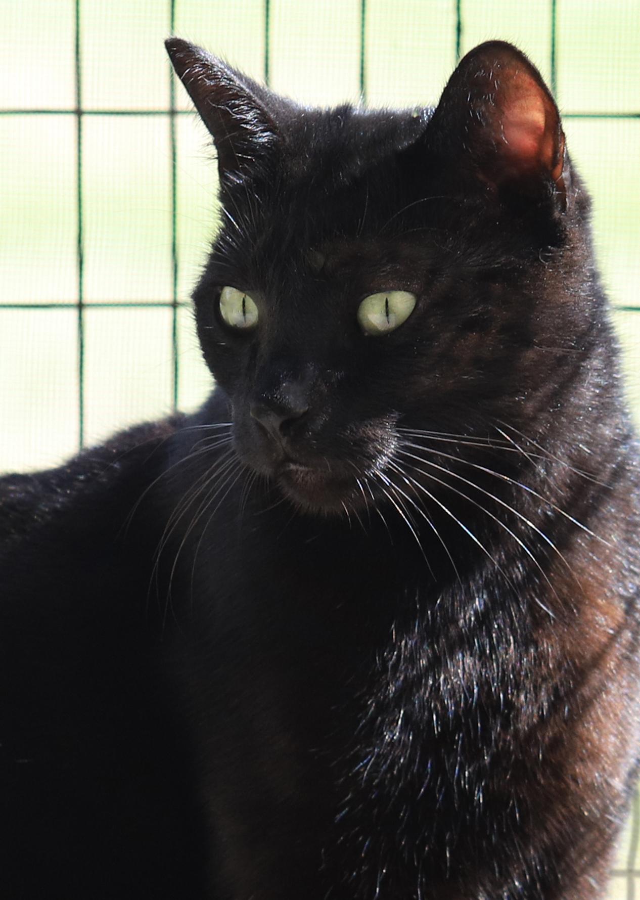 Enlarge Omega, a Adoptable Domestic Short Hair in North Fort Myers, FL image 2/3