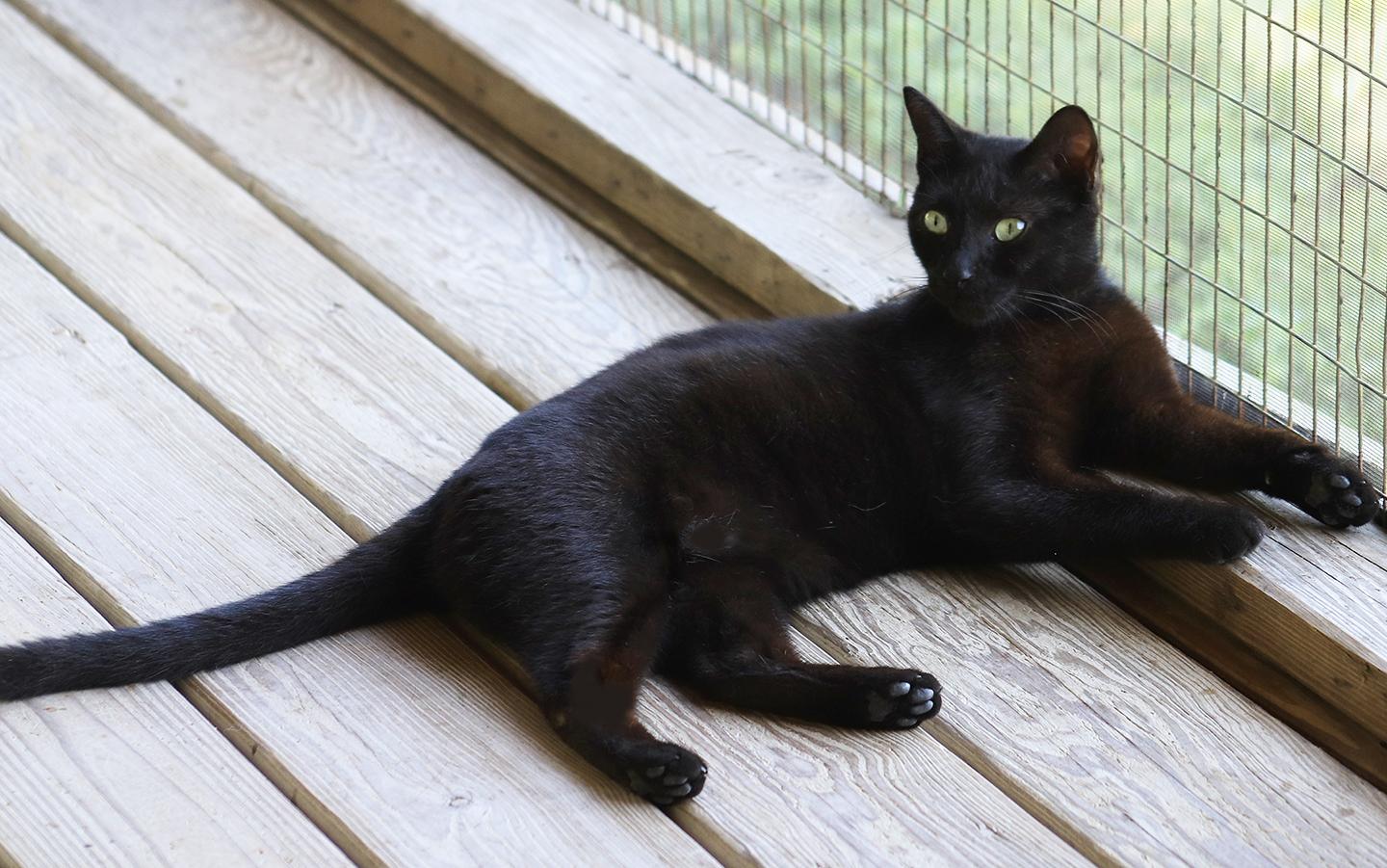 Omega, a Adoptable Domestic Short Hair in North Fort Myers, FL image 3/3