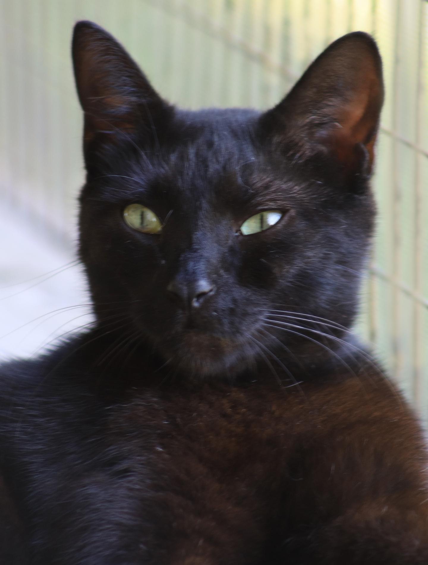 Omega, a Adoptable Domestic Short Hair in North Fort Myers, FL image 2/3