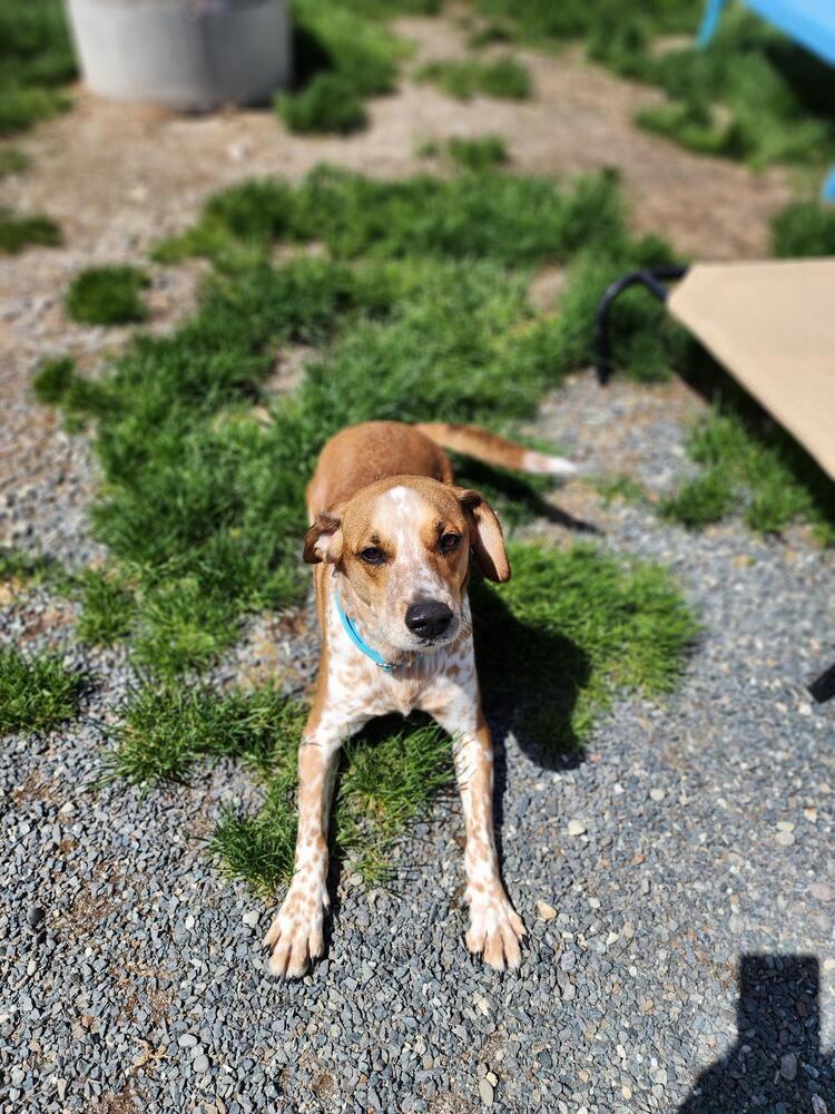 Franklin, a Adoptable mixed breed in Trenton, ME image 1/4