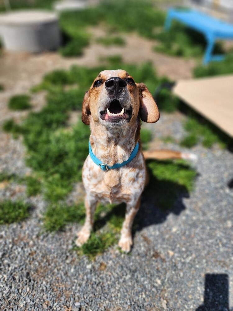 Franklin, a Adoptable mixed breed in Trenton, ME image 2/4
