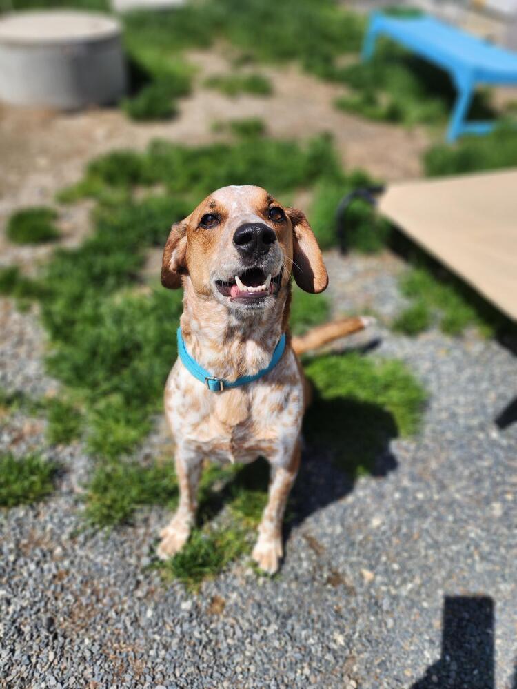 Franklin, a Adoptable mixed breed in Trenton, ME image 3/4
