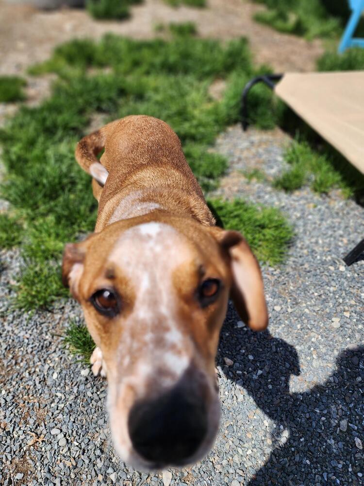 Franklin, a Adoptable mixed breed in Trenton, ME image 4/4