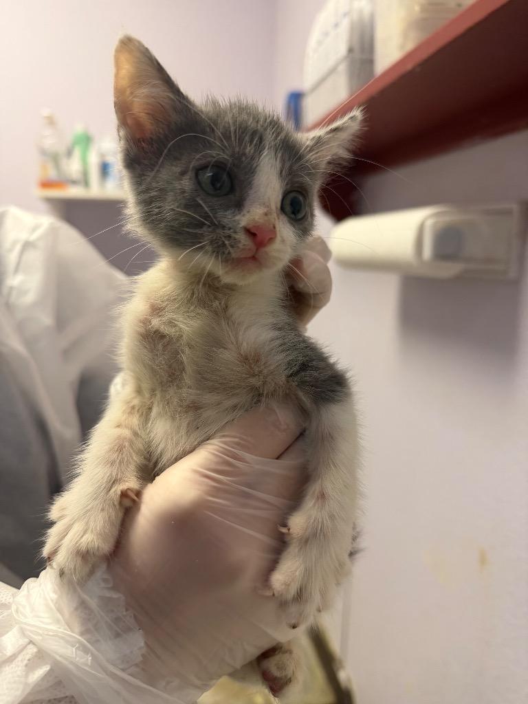 Oyster, Adoptable, Kitten Female Domestic Short Hair.