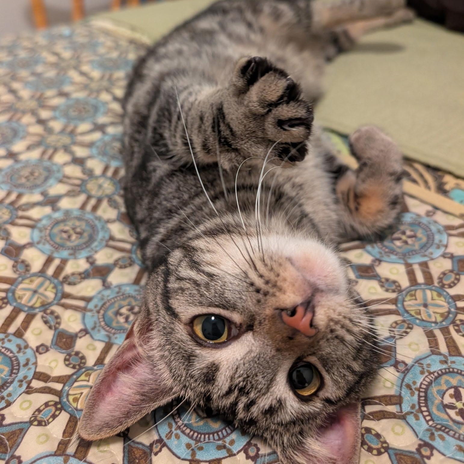 Giselle (tri-pawed), adopted, Young Female Tabby.