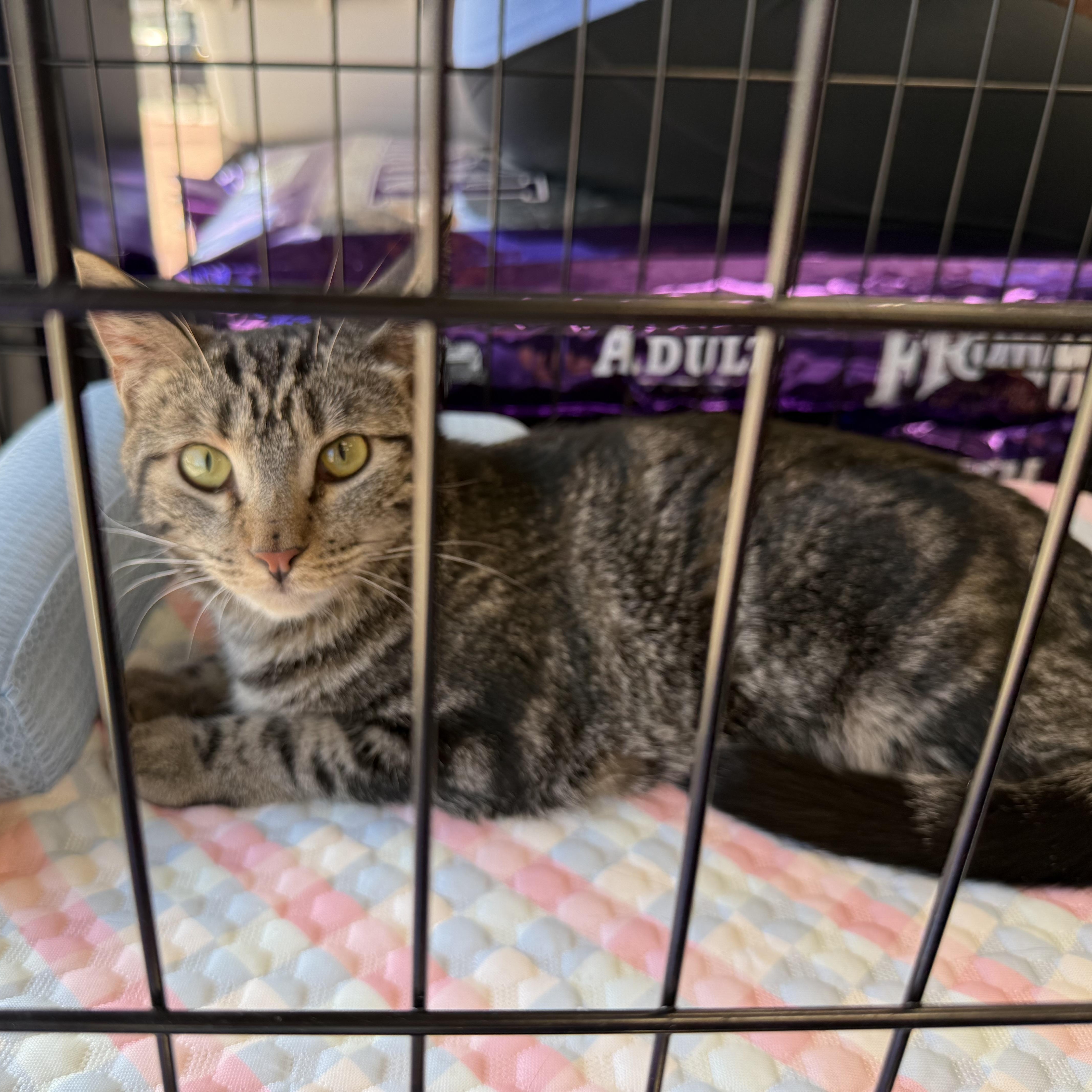 Giselle (tri-pawed), an adopted mixed breed in Plano, TX image 2/4